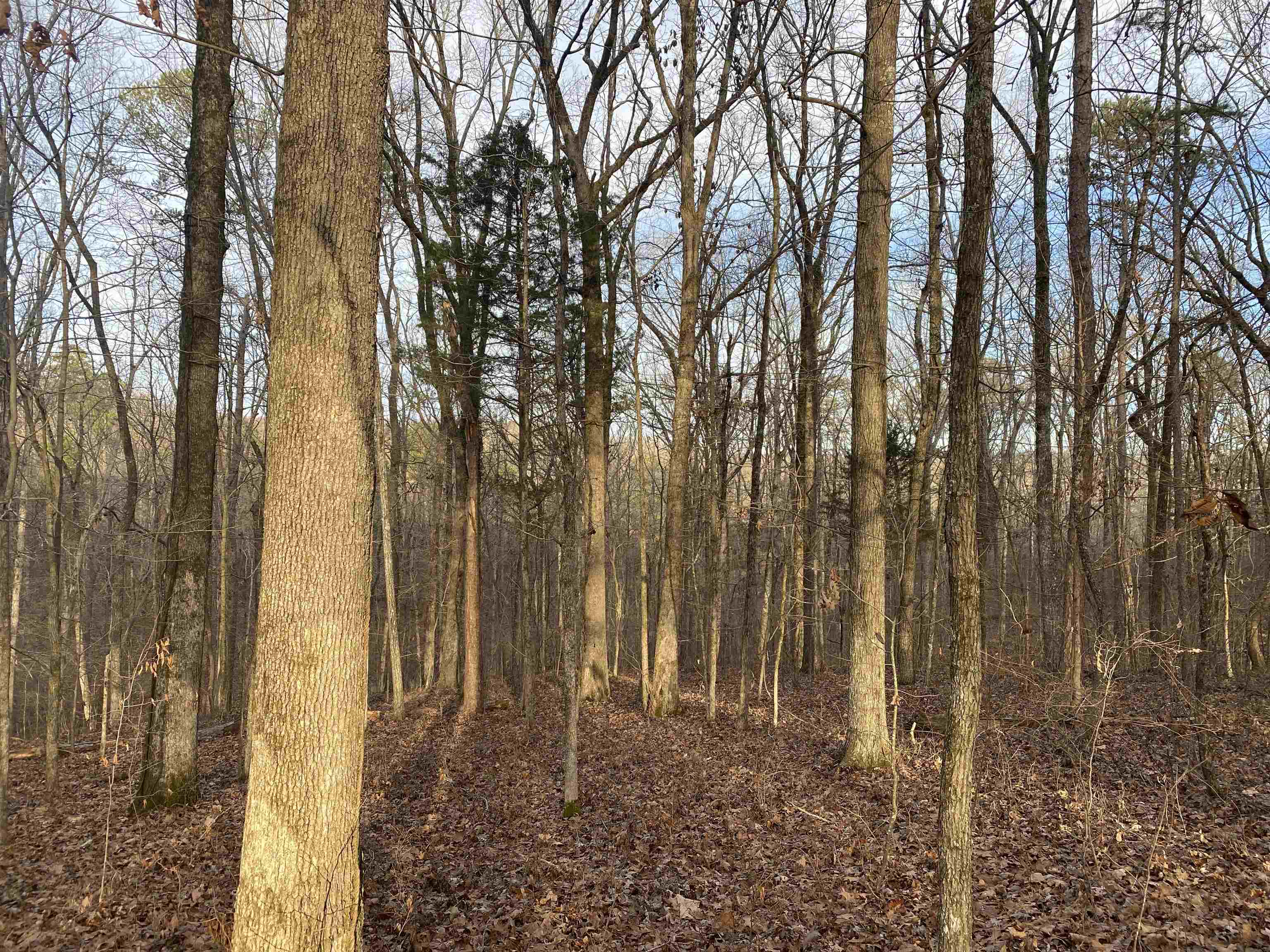 0 Bruton Branch Road Savannah, TN 38372 - Photo 13 of 22 a view of a backyard