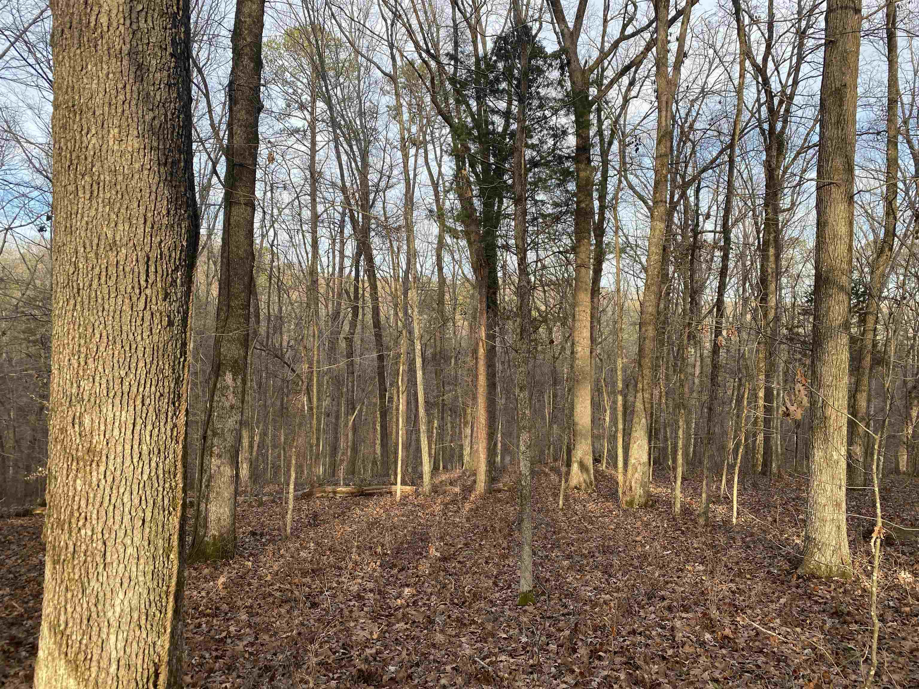 0 Bruton Branch Road Savannah, TN 38372 - Photo 14 of 22 a backyard of a house with lots of plants and space