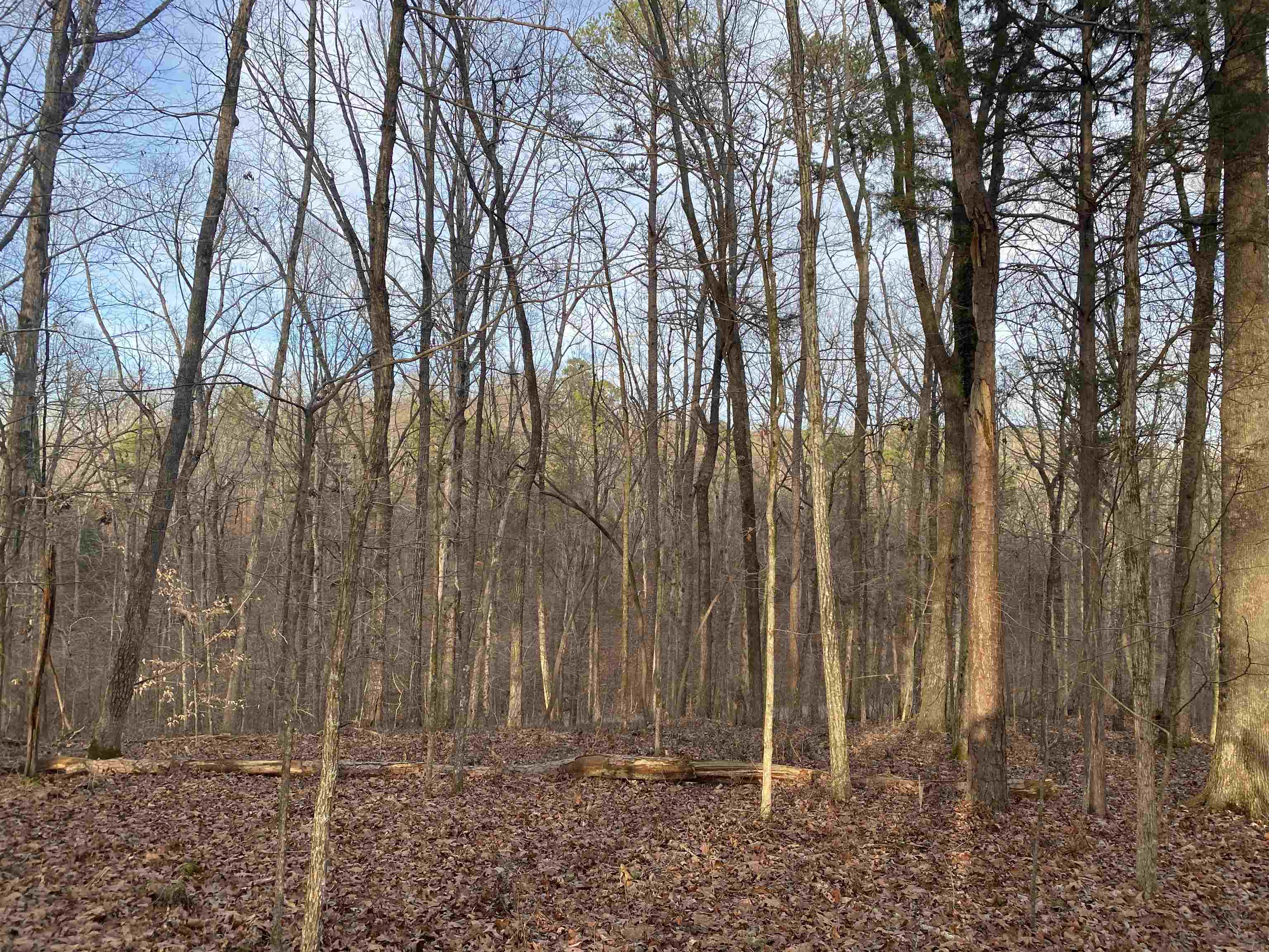 0 Bruton Branch Road Savannah, TN 38372 - Photo 15 of 22 a view of backyard space