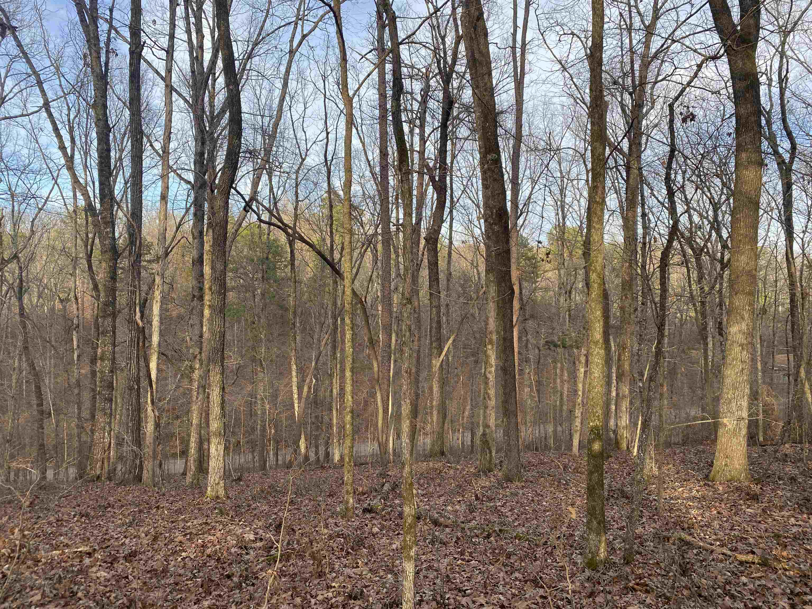 0 Bruton Branch Road Savannah, TN 38372 - Photo 16 of 22 a backyard of a house