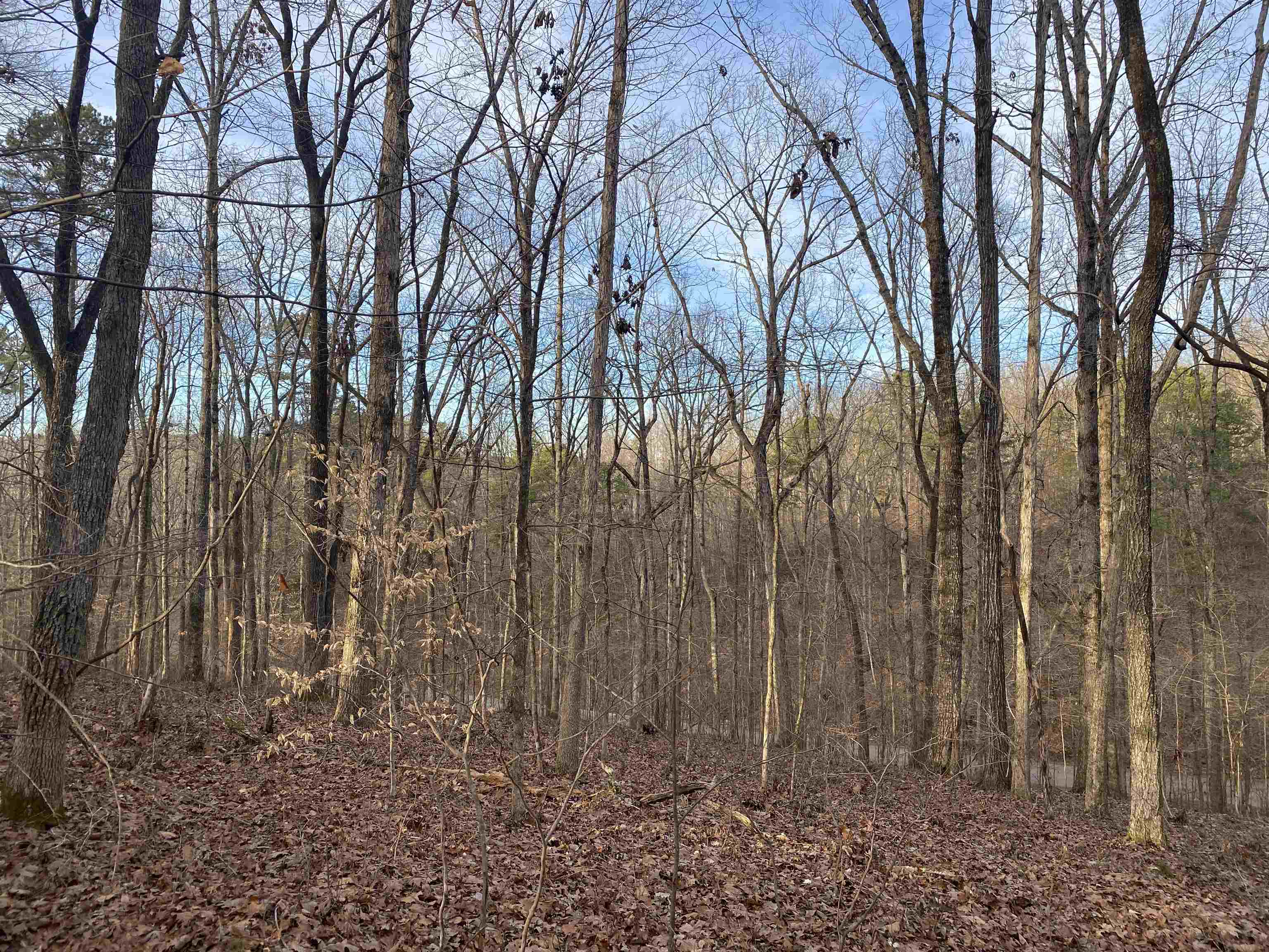 0 Bruton Branch Road Savannah, TN 38372 - Photo 17 of 22 a backyard of a house with lots of green space