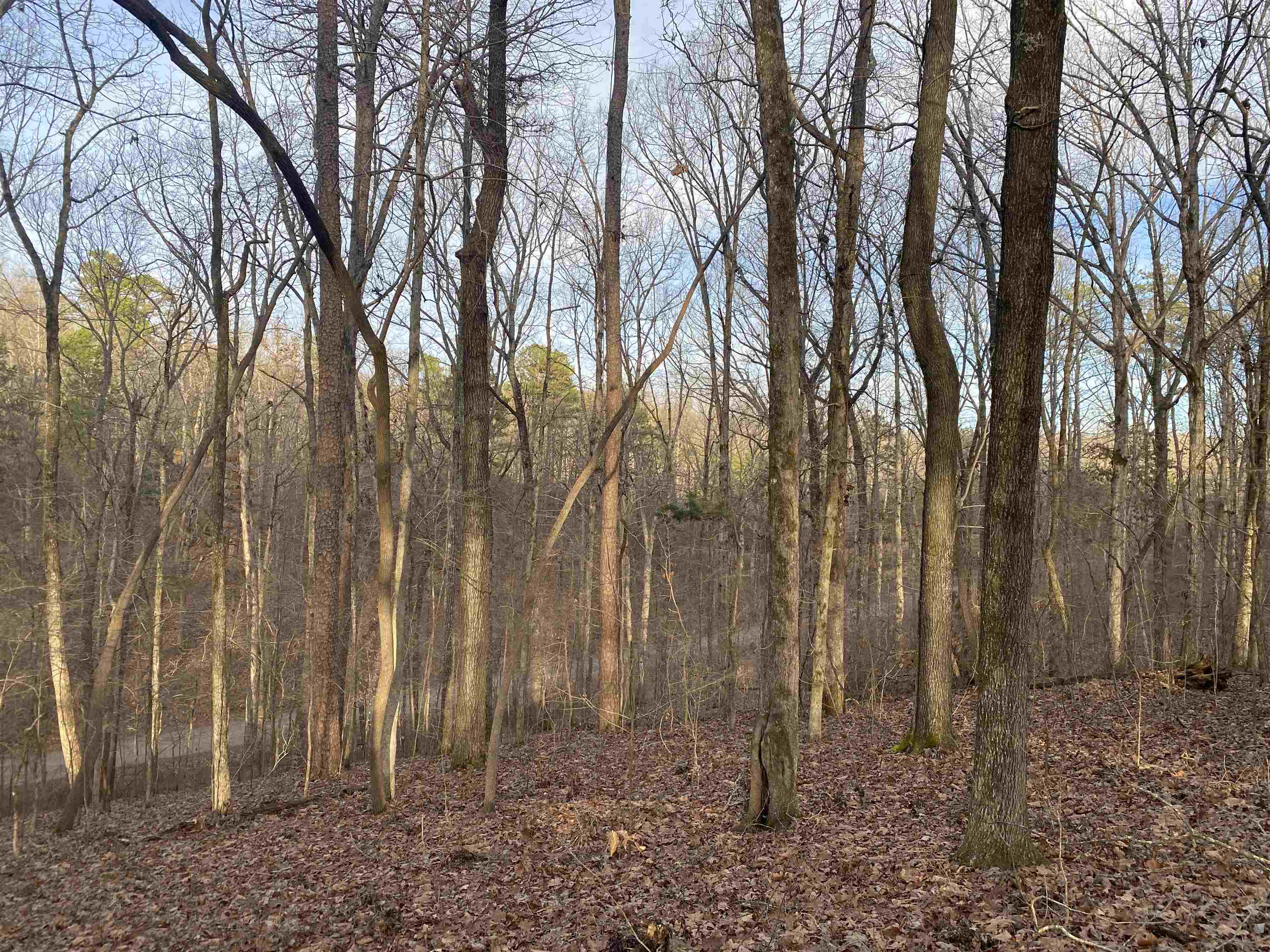 0 Bruton Branch Road Savannah, TN 38372 - Photo 18 of 22 a backyard of a house with lots of trees