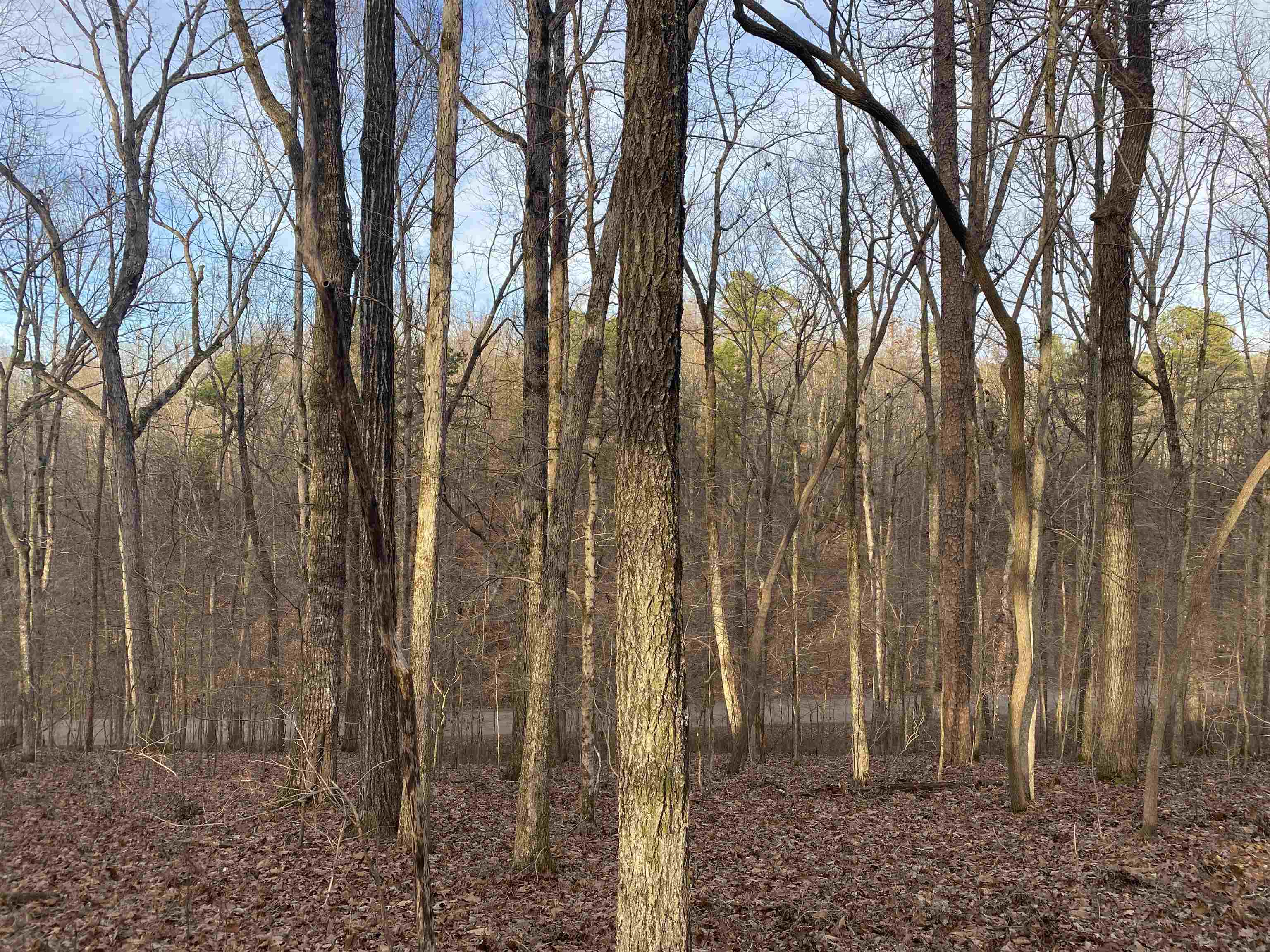 0 Bruton Branch Road Savannah, TN 38372 - Photo 19 of 22 a view of a backyard