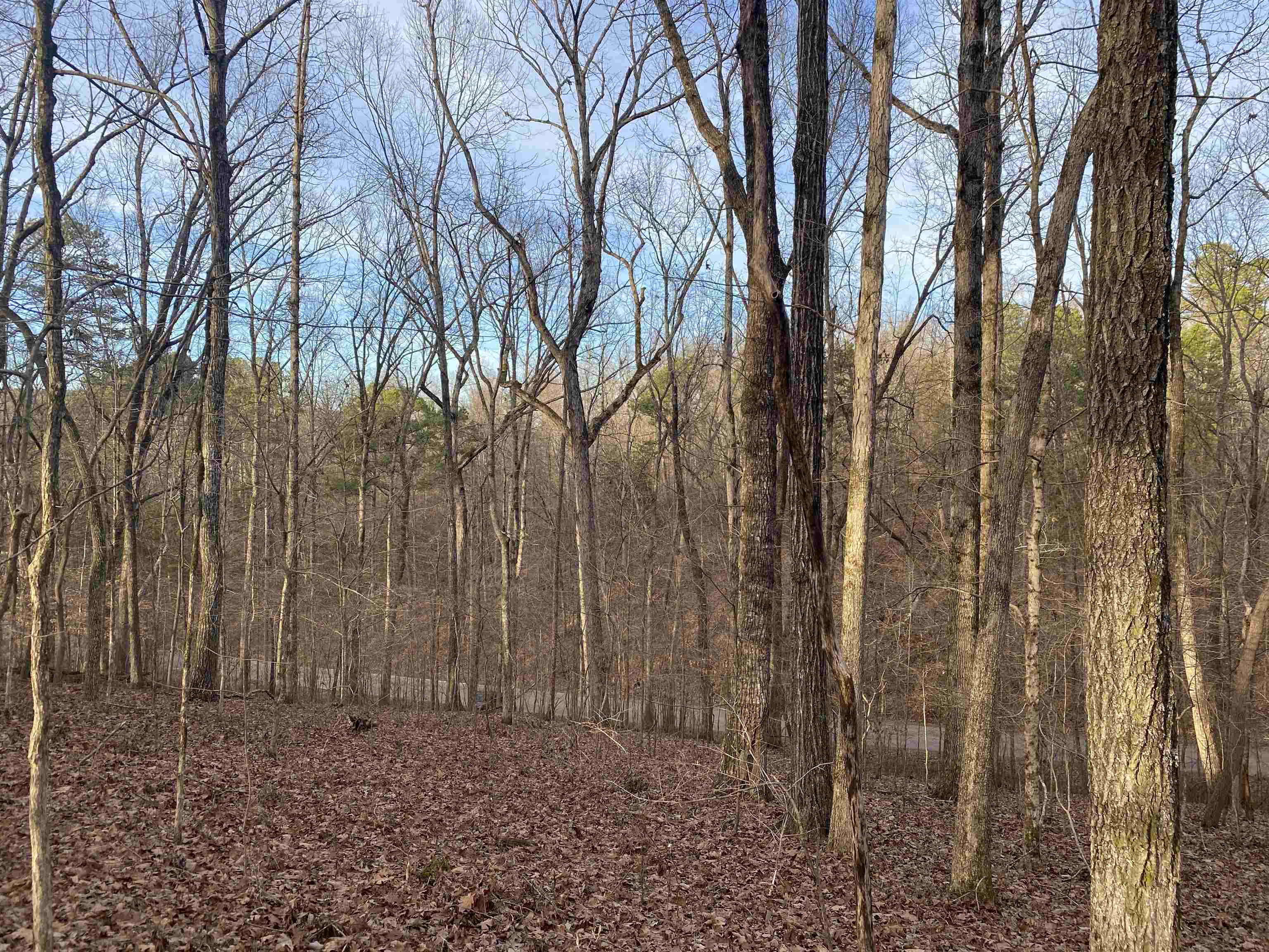 0 Bruton Branch Road Savannah, TN 38372 - Photo 20 of 22 a view of a backyard