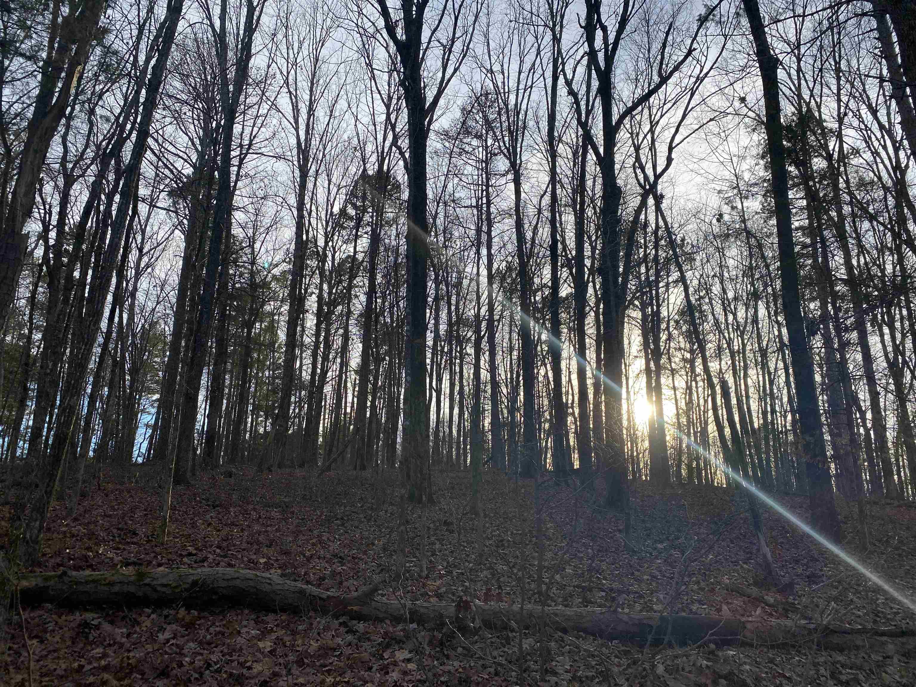 0 Bruton Branch Road Savannah, TN 38372 - Photo 2 of 22 a view of outdoor space with deck and tree