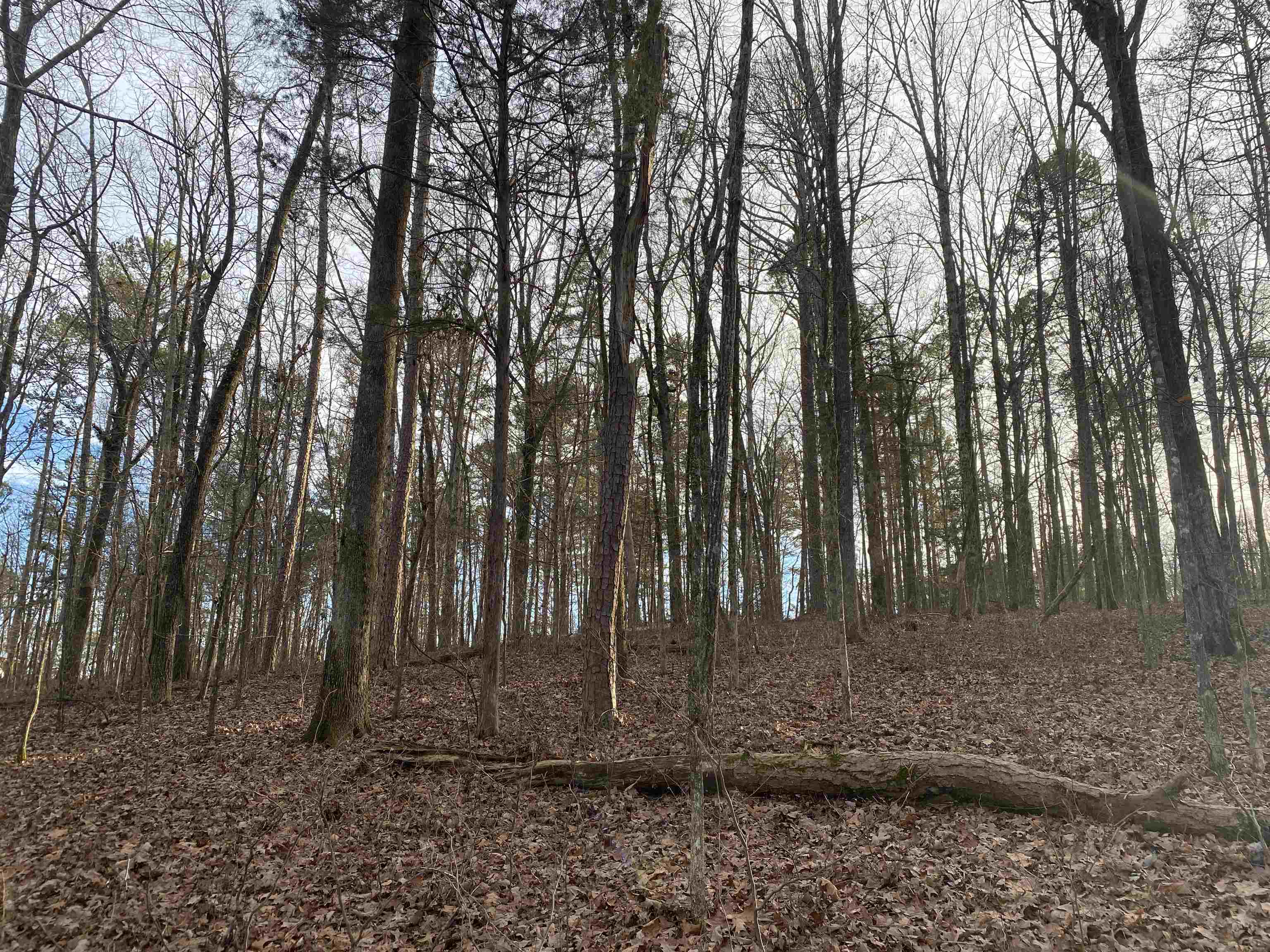 0 Bruton Branch Road Savannah, TN 38372 - Photo 21 of 22 a view of backyard with trees