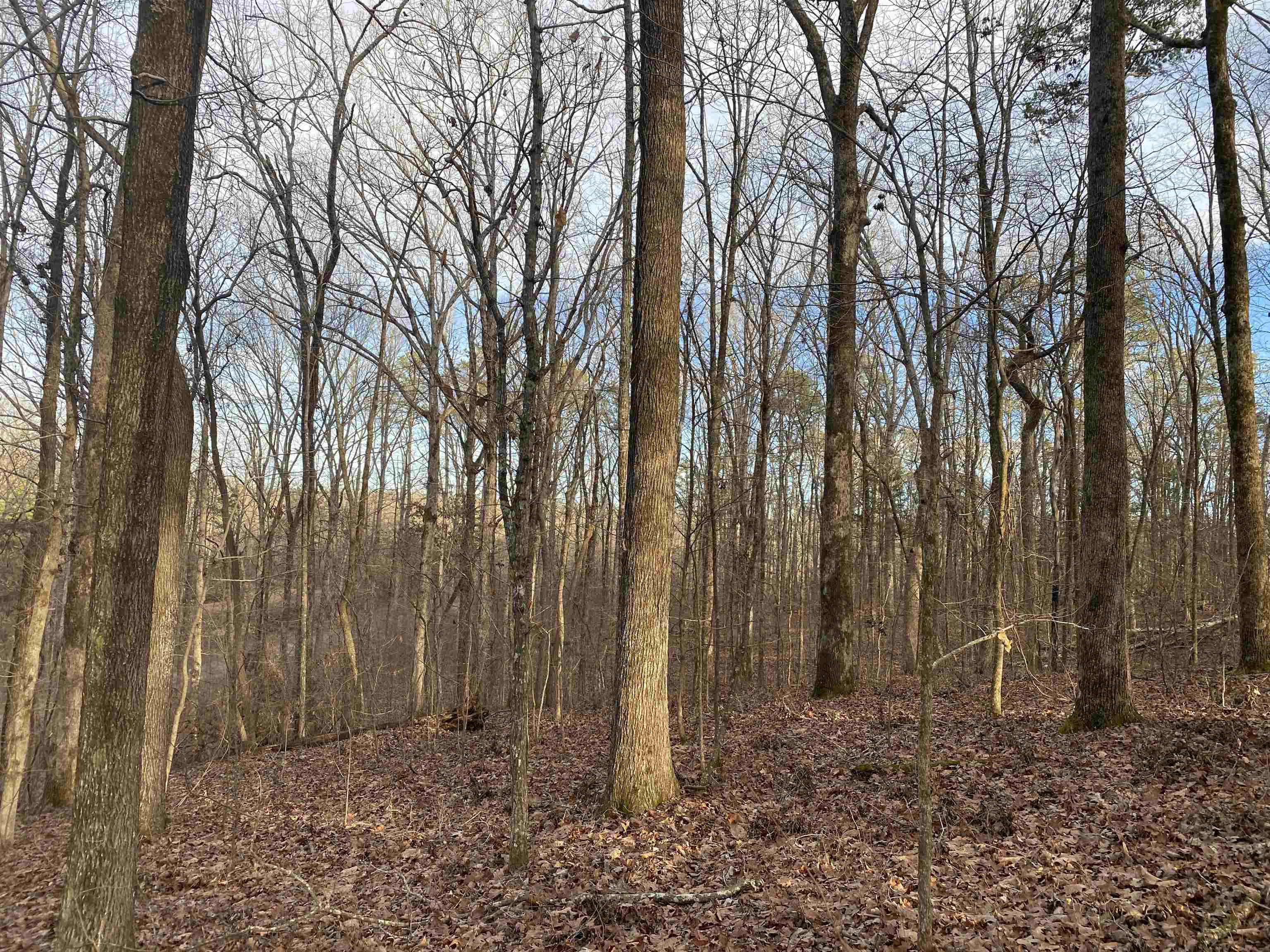 0 Bruton Branch Road Savannah, TN 38372 - Photo 4 of 22 a backyard of a house with lots of green space