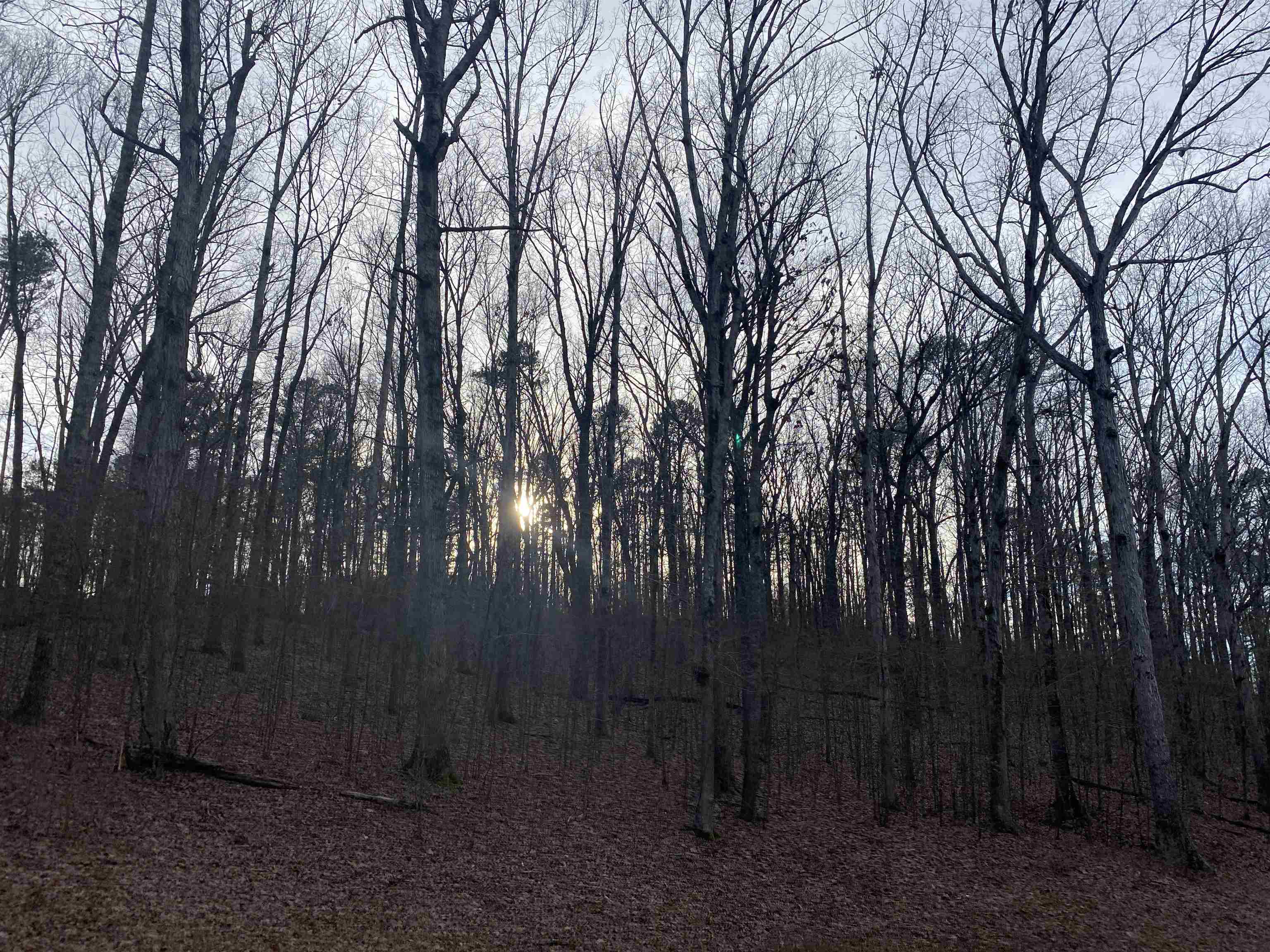 0 Bruton Branch Road Savannah, TN 38372 - Photo 5 of 22 a view of backyard with trees