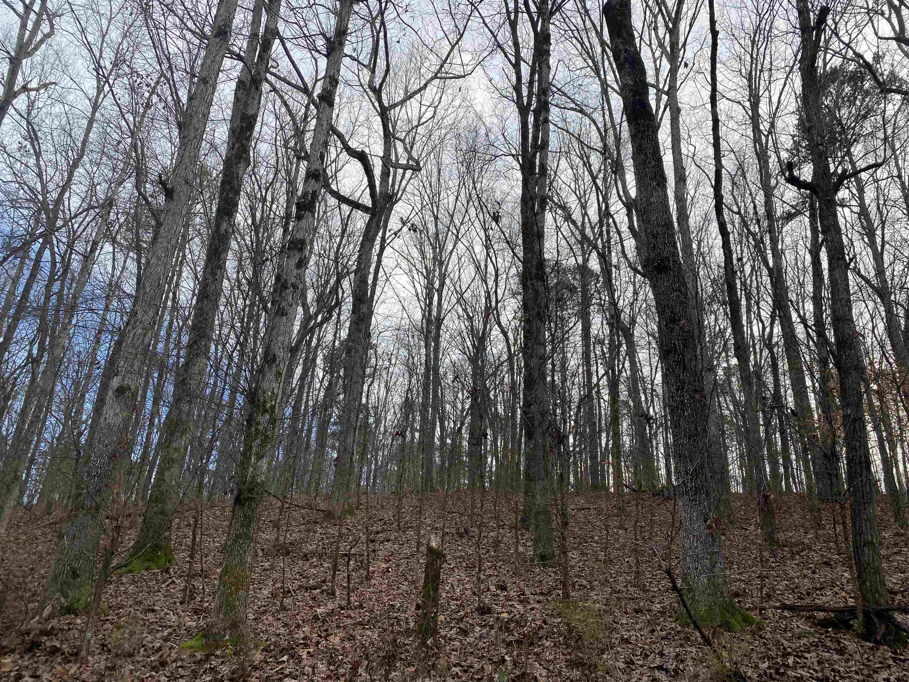 0 Bruton Branch Road Savannah, TN 38372 - Photo 6 of 22 a view of forest