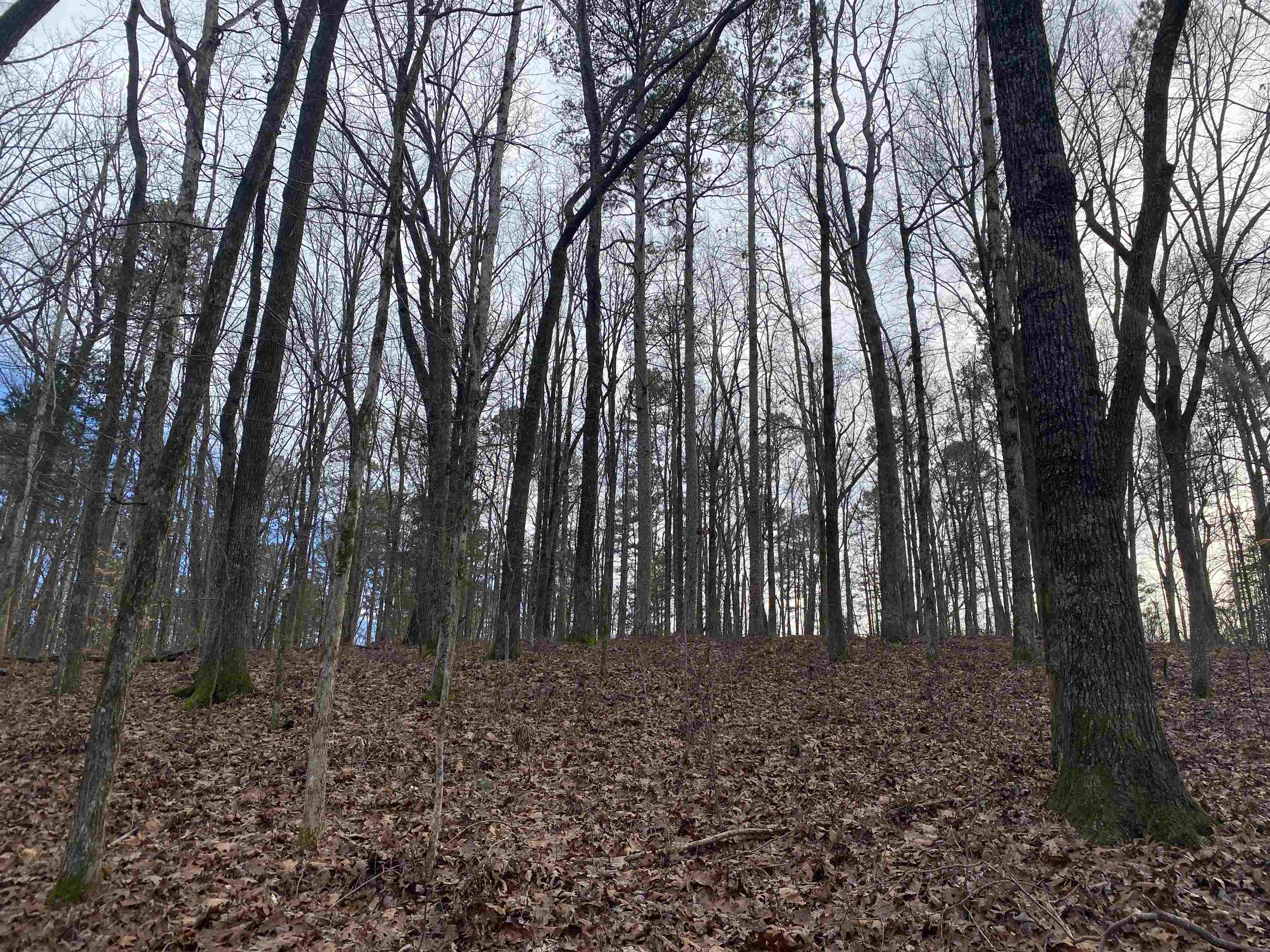 0 Bruton Branch Road Savannah, TN 38372 - Photo 7 of 22 a view of outdoor space