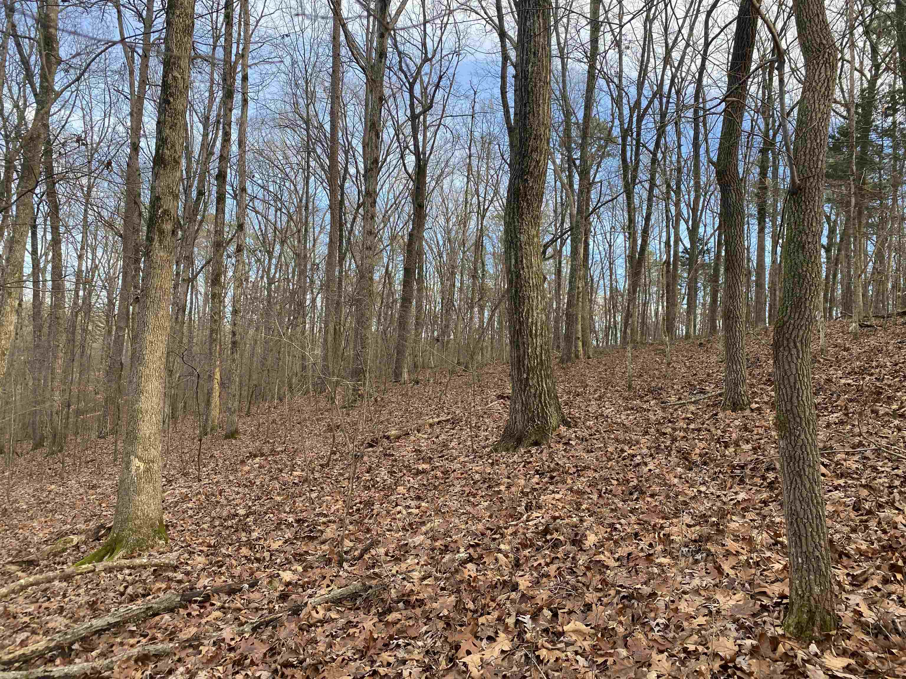 0 Bruton Branch Road Savannah, TN 38372 - Photo 8 of 22 a view of a backyard of the house