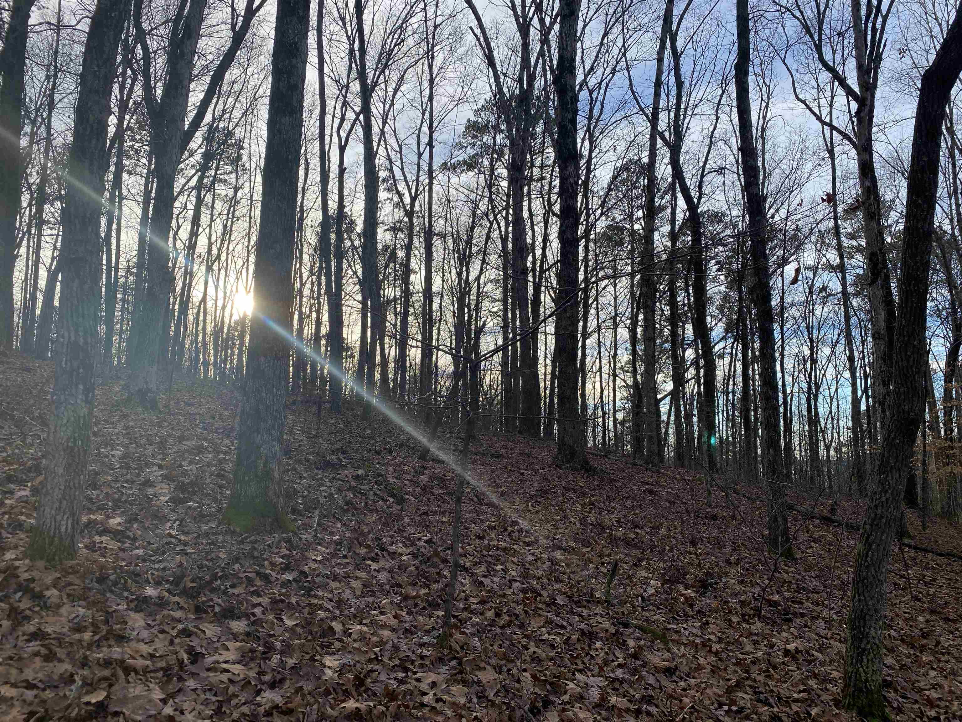 0 Bruton Branch Road Savannah, TN 38372 - Photo 10 of 22 a view of a forest with trees in the background