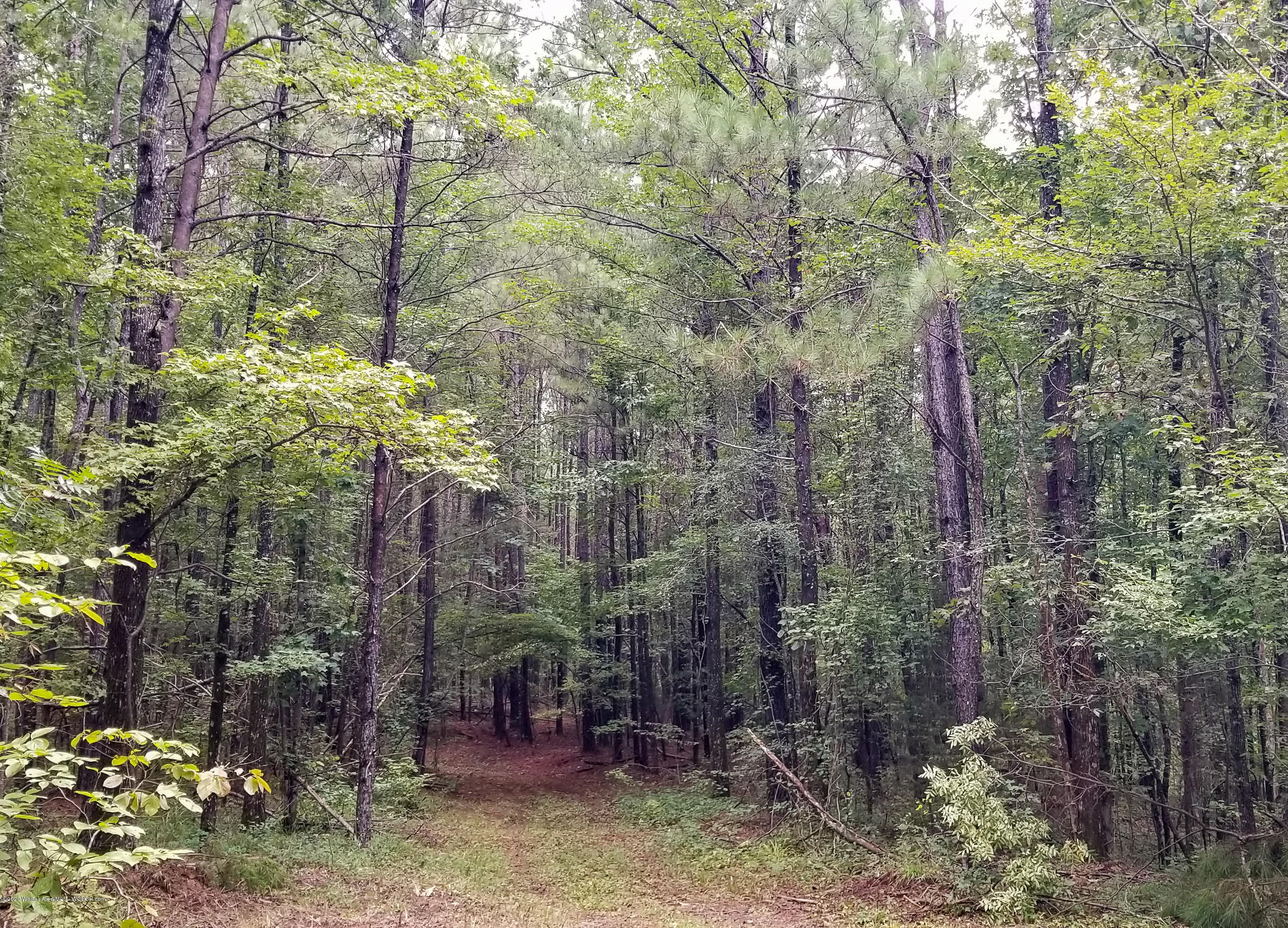 Dixie Road Oakman, AL 35579 - Photo 8 of 10 Gallery Image 8