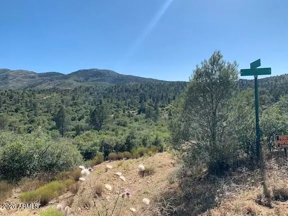 a view of a forest with a tree in the background