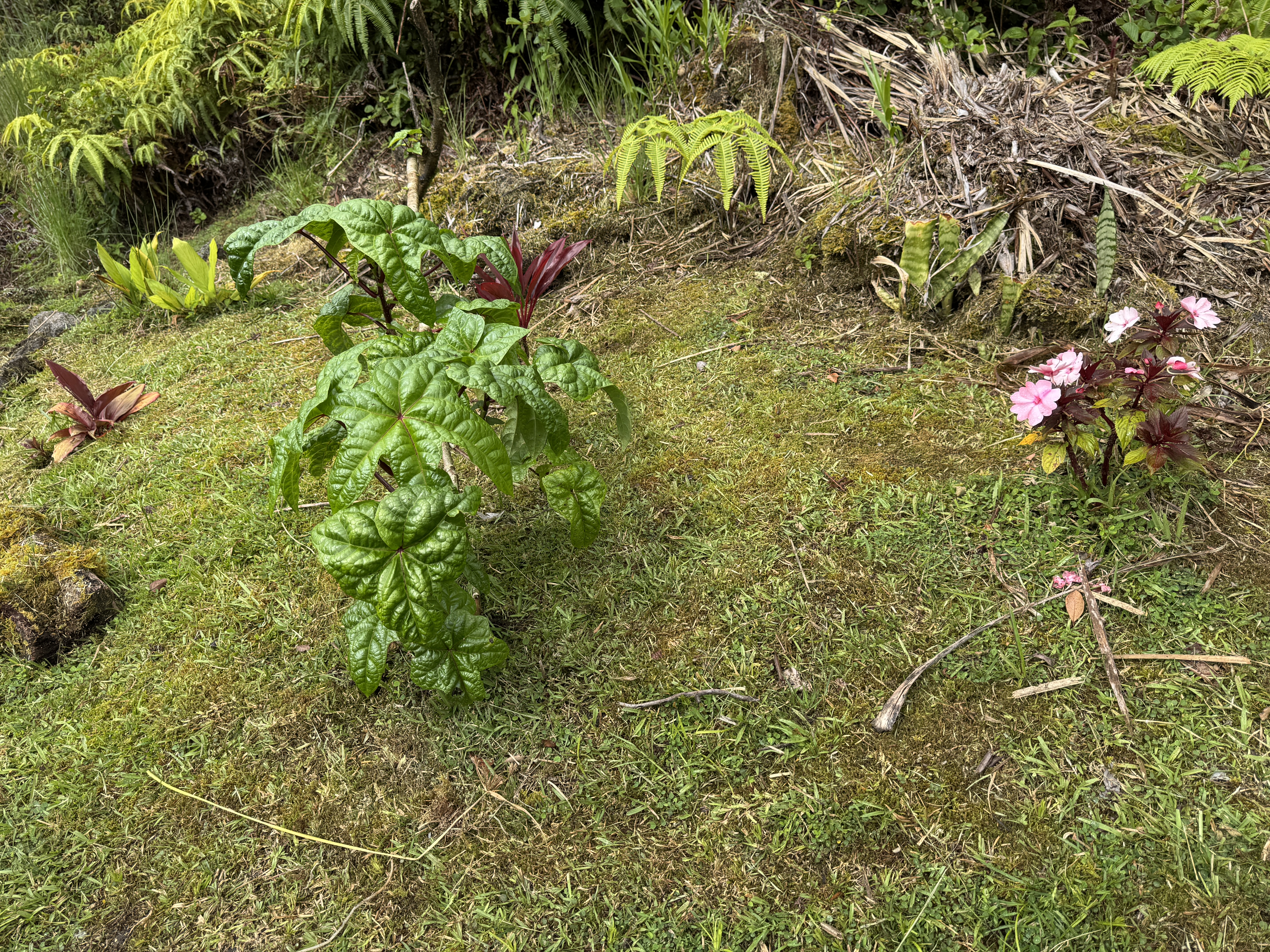 11-2218 Ohialani Road Volcano, HI 96785 - Photo 24 of 24 Gallery Image 24