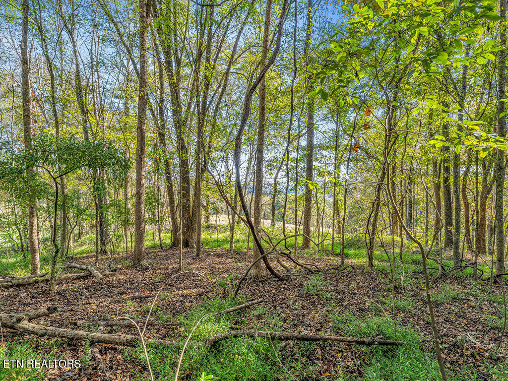 Friendship Hollow Road Speedwell, TN 37870 - Photo 11 of 44 Friendship Hollow Rd
