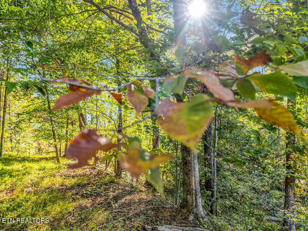 Friendship Hollow Road Speedwell, TN 37870 - Photo 13 of 44 Friendship Hollow Rd