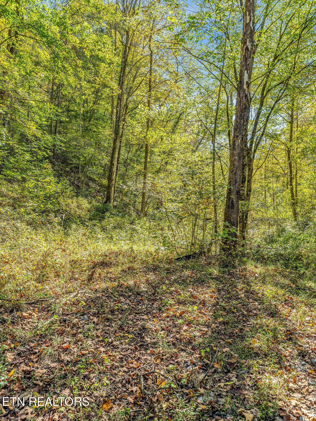 Friendship Hollow Road Speedwell, TN 37870 - Photo 18 of 44 Friendship Hollow Rd