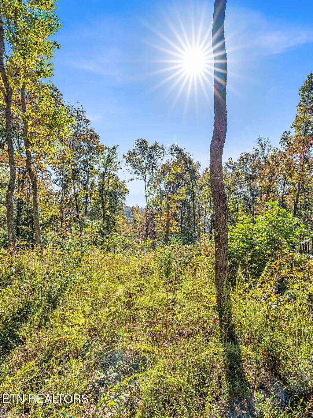 Friendship Hollow Road Speedwell, TN 37870 - Photo 8 of 44 Friendship Hollow Rd