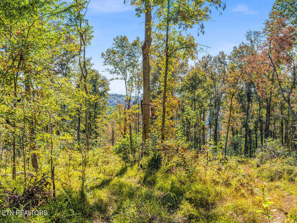 Friendship Hollow Road Speedwell, TN 37870 - Photo 9 of 44 Friendship Hollow Rd