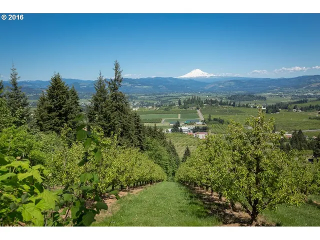 a view of a city with lush green forest