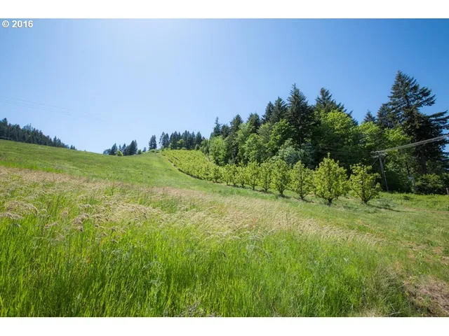 a view of a big yard with large trees