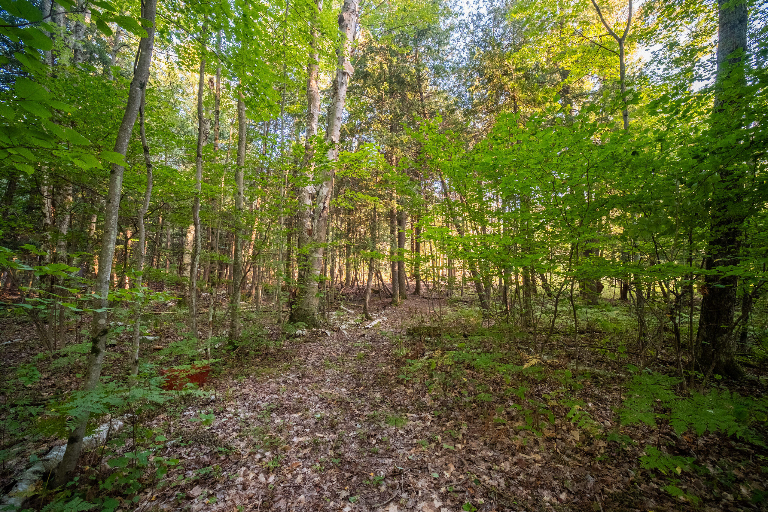 17233 Lindroos Road Kaleva, MI 49645 - Photo 23 of 65 17233_Lindroos_Rd-37