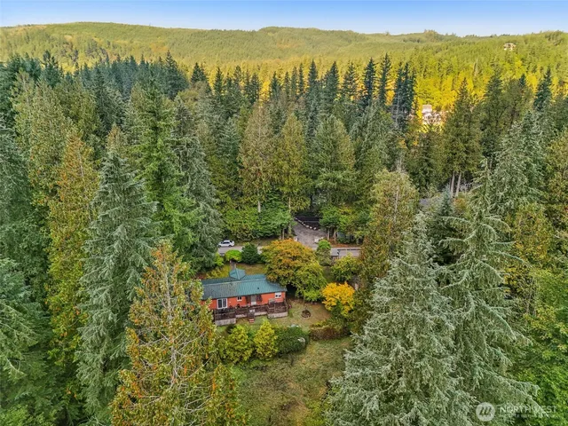 a view of a forest with a mountain