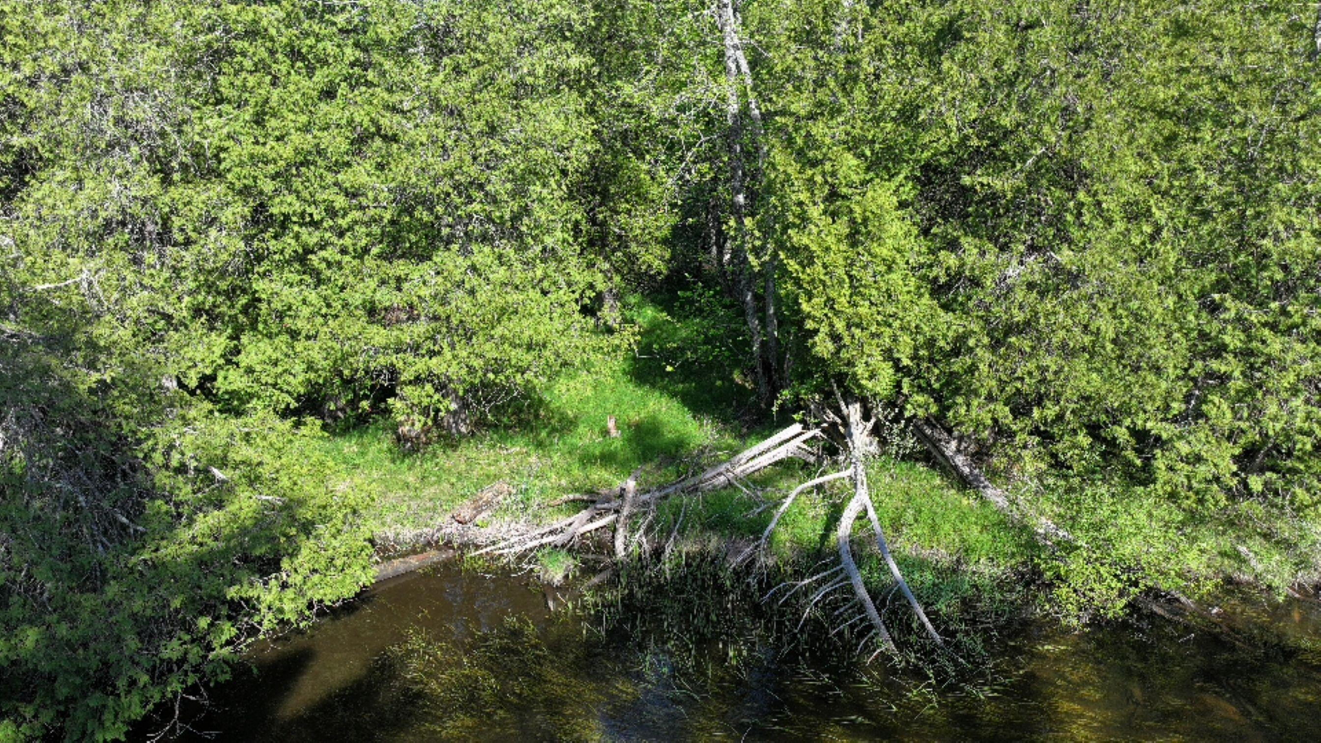 V/l West Pomeroy Springs Road Irons, MI 49644 - Photo 5 of 27 DJI_20260526094554_0369_D