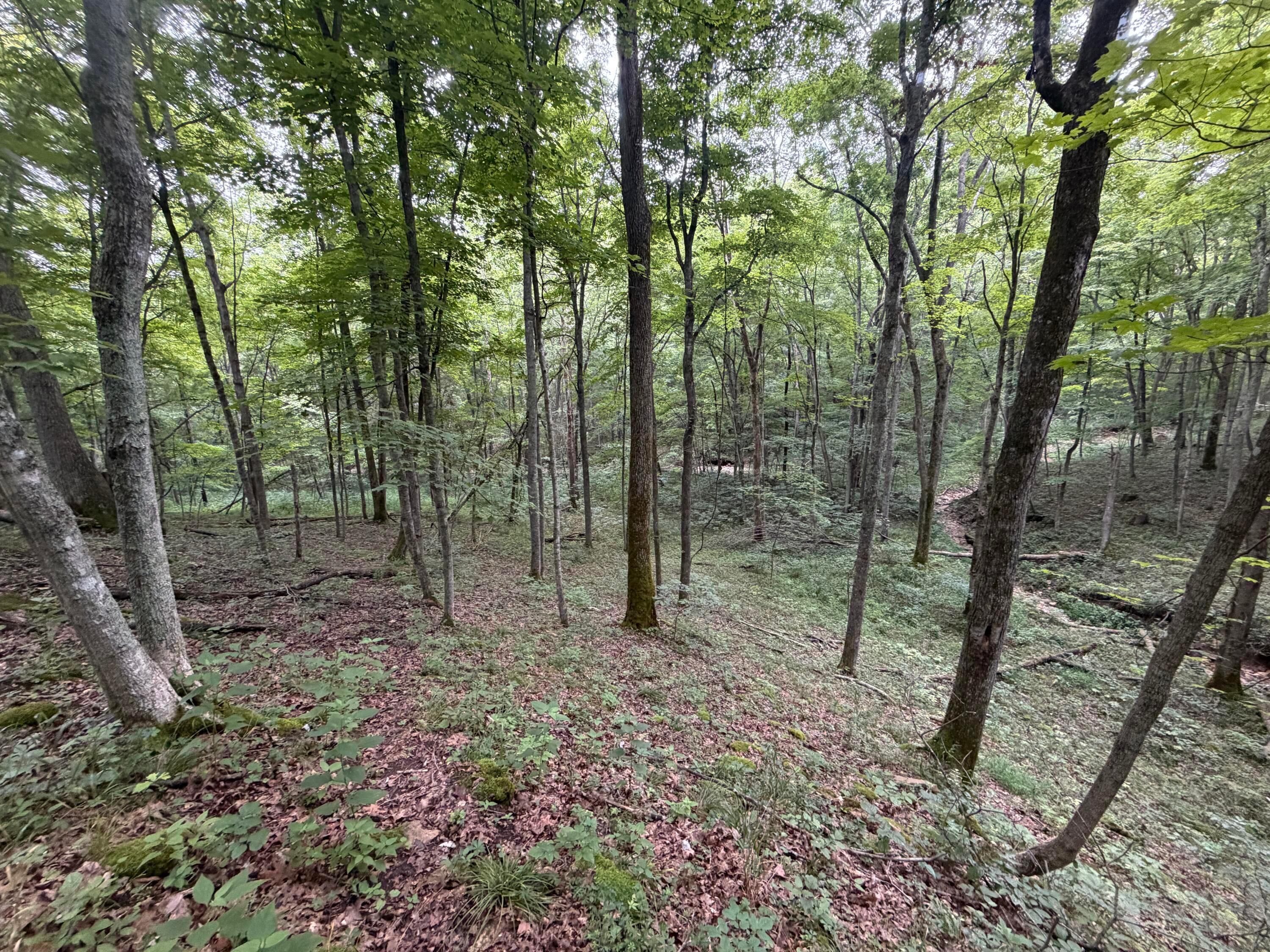 17883 State Rte 41 West Union, OH 45693 - Photo 41 of 60 39