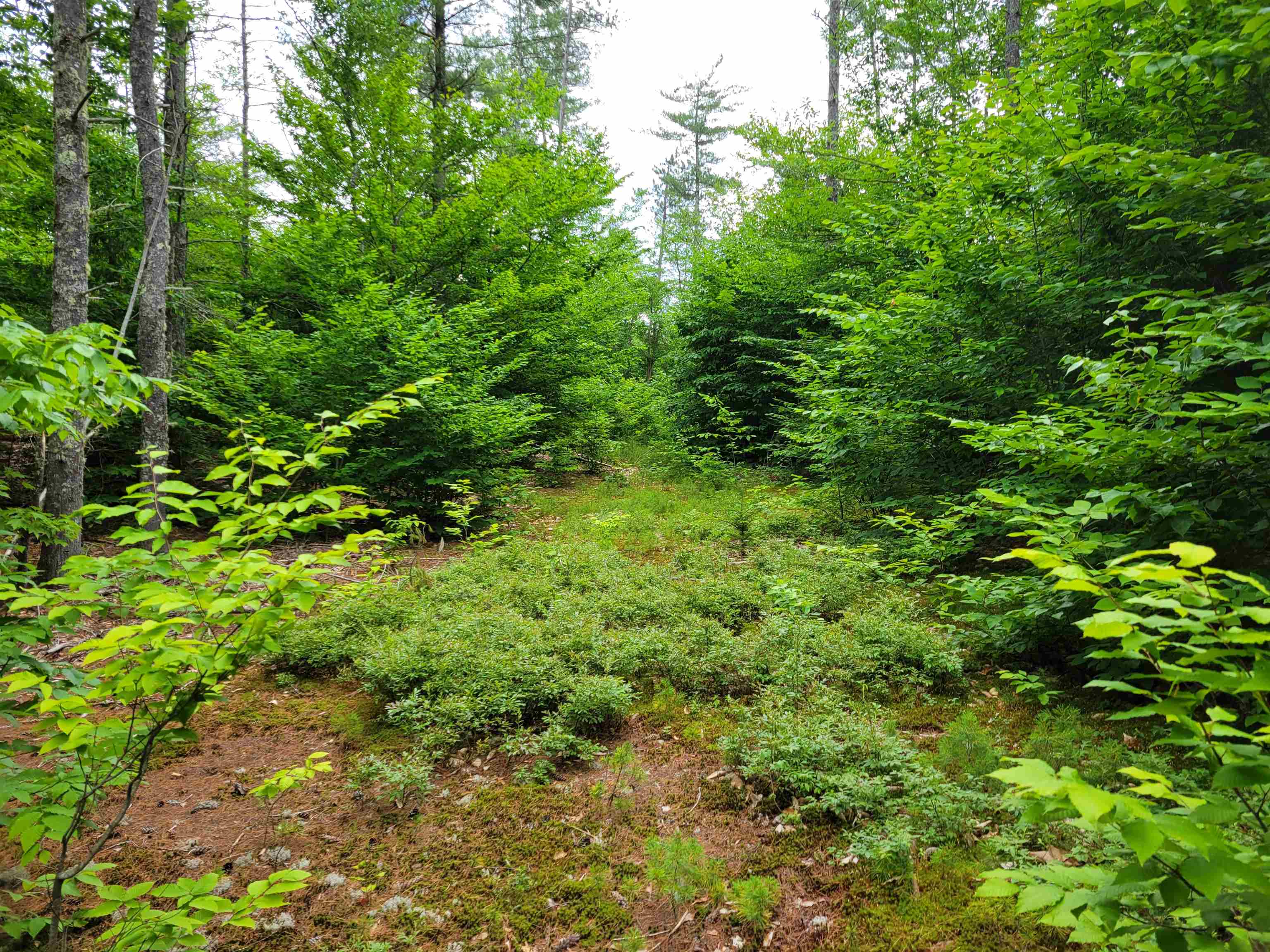 0 Thurston Road, Unit LOT #8 Brownfield, ME 04010 - Photo 3 of 8