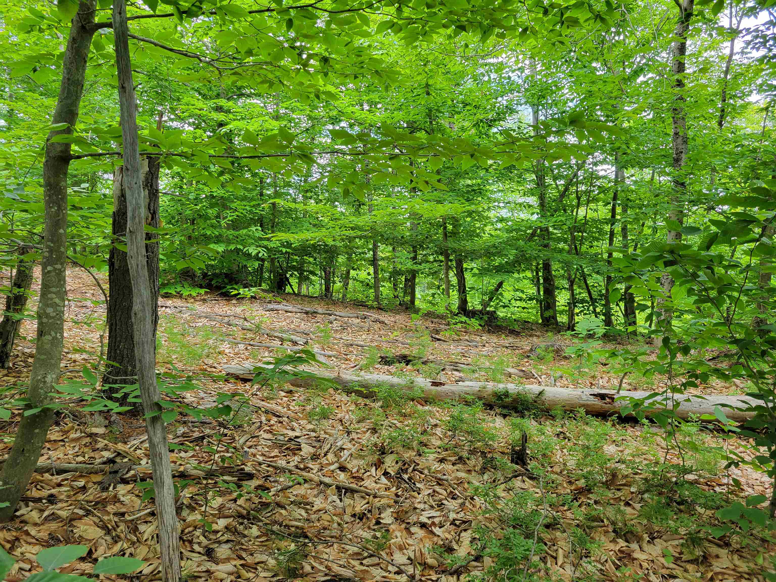 0 Thurston Road, Unit LOT #8 Brownfield, ME 04010 - Photo 4 of 8