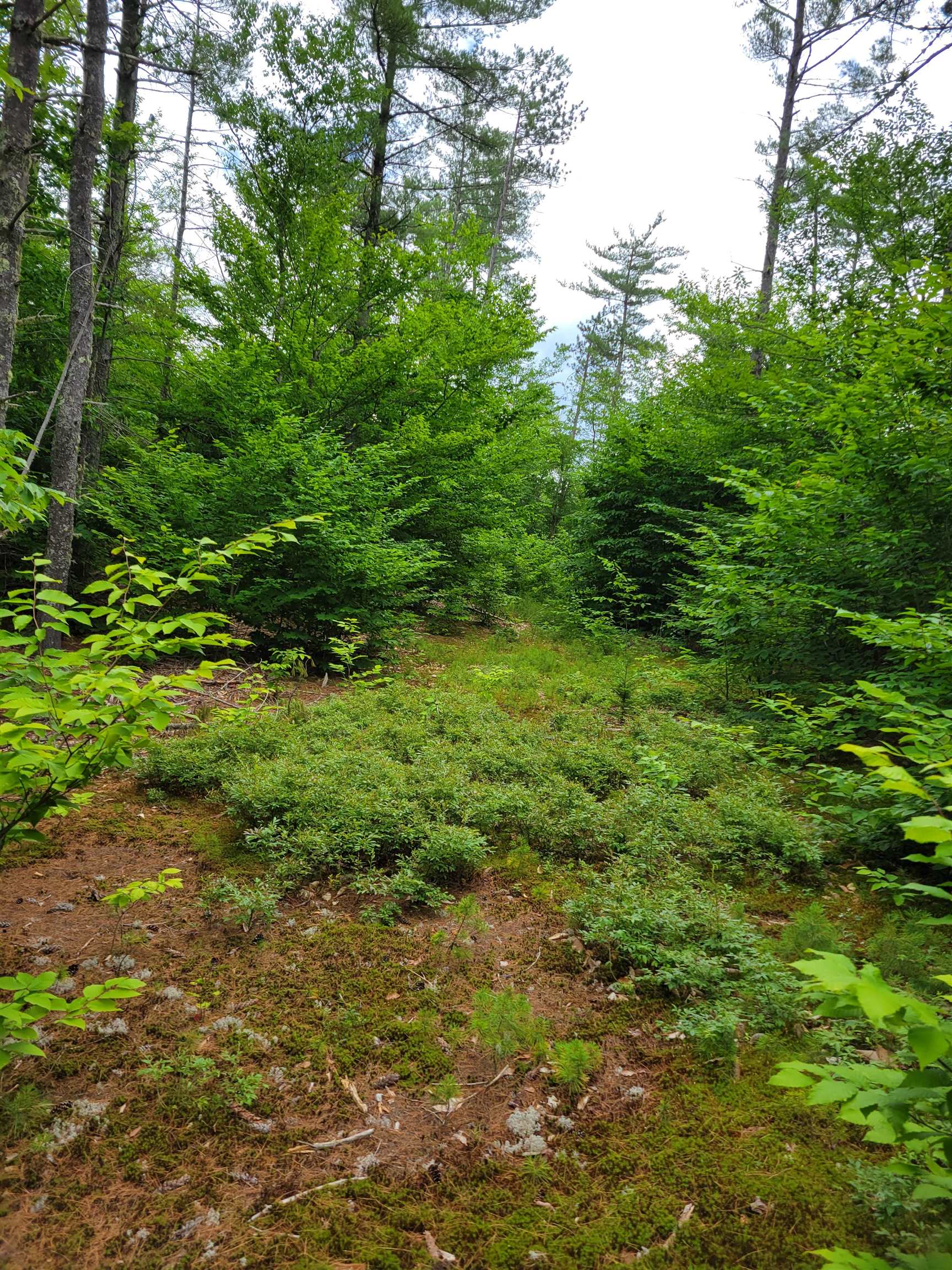 0 Thurston Road, Unit LOT #8 Brownfield, ME 04010 - Photo 5 of 8