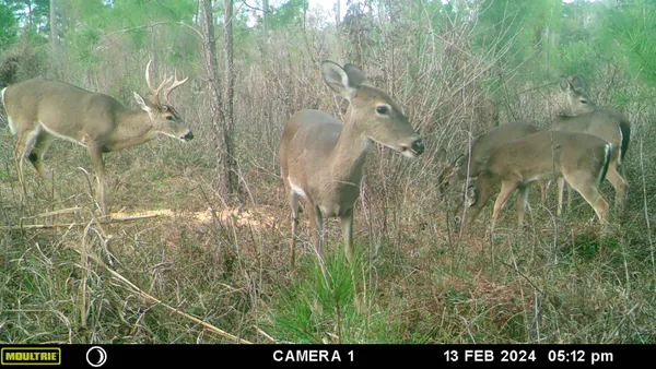 $172,800 | Xxxx Solomon Dairy Road, Quincy, FL 32352