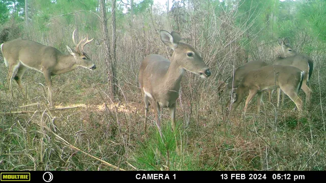 $172,800 | Xxxx Solomon Dairy Road, Quincy, FL 32352