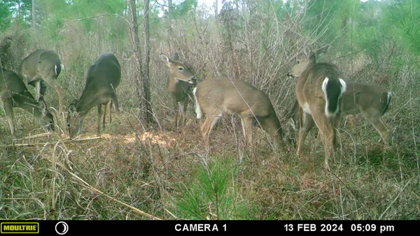 $172,800 | Xxxx Solomon Dairy Road, Quincy, FL 32352