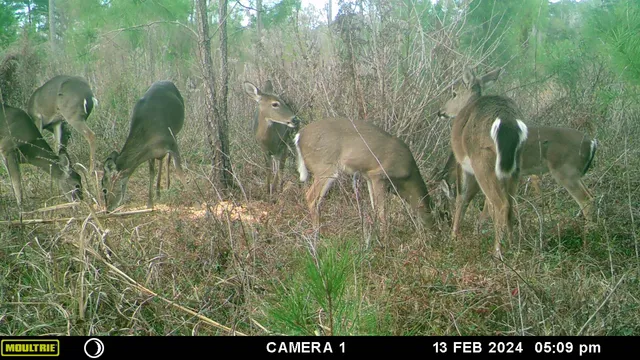 $172,800 | Xxxx Solomon Dairy Road, Quincy, FL 32352