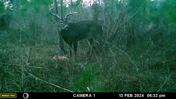 $172,800 | Xxxx Solomon Dairy Road, Quincy, FL 32352