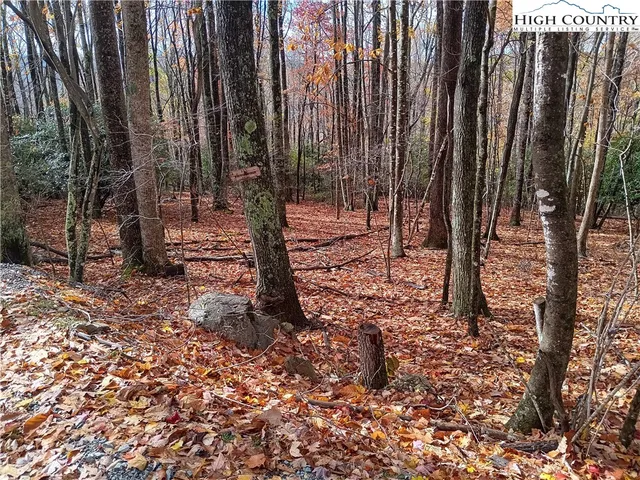 a view of a backyard with trees