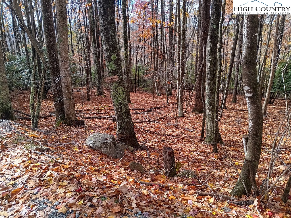 a view of a backyard with trees