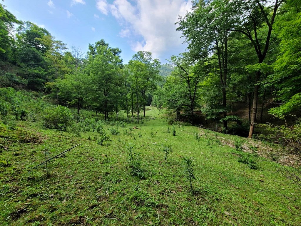 1532 Grassy Spur Road Bandy, VA 24602 - Photo 10 of 46 Gallery Image 10