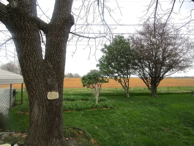 a view of a back yard