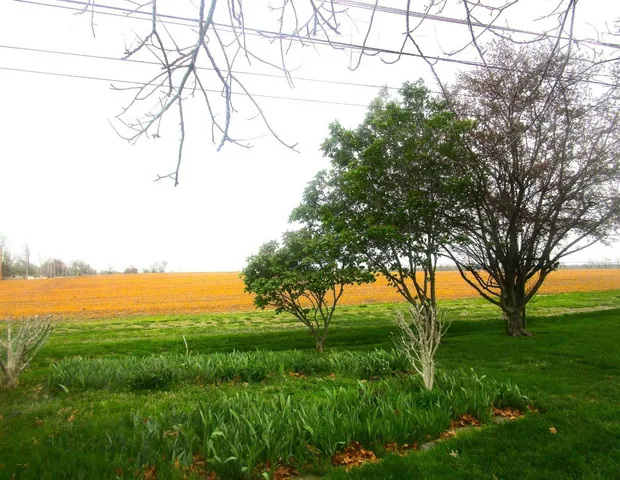 a view of a field with a tree in the background