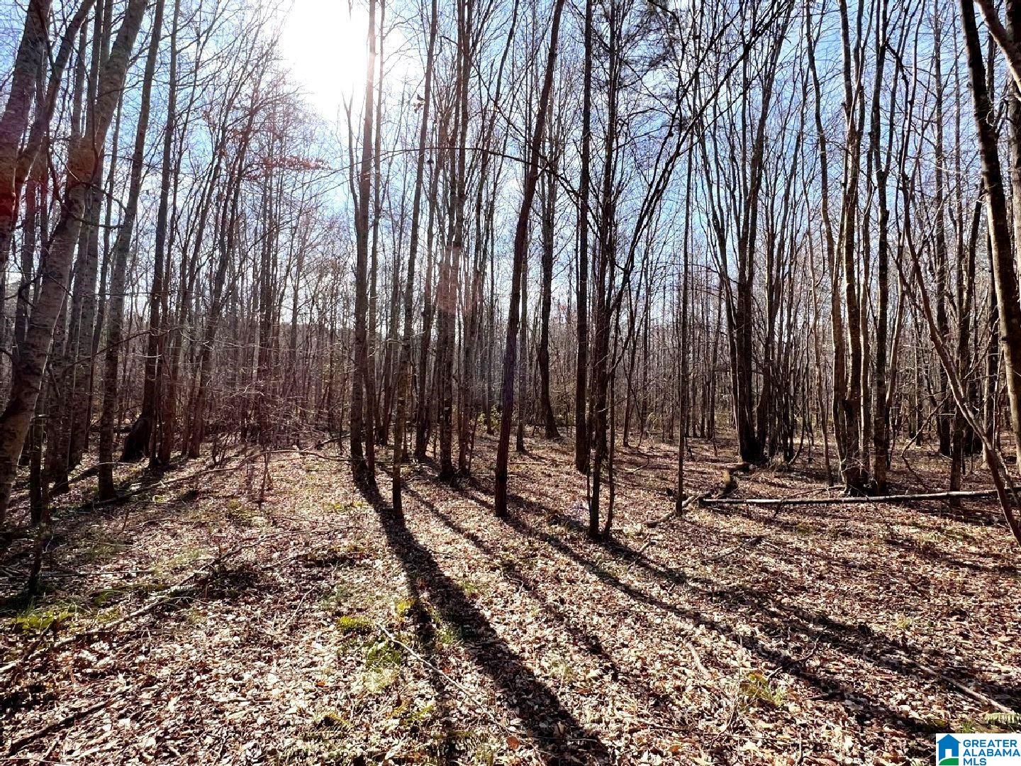 3045 Corinth Road, Unit 56 ACRES Cragford, AL 36255 - Photo 7 of 29