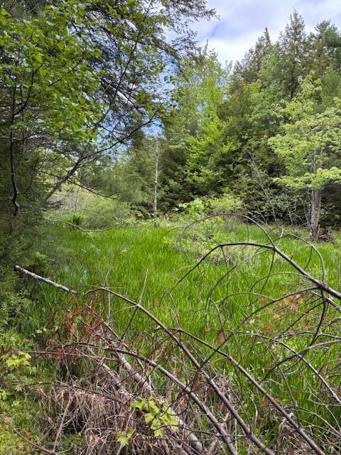 44 A Trott Road Woolwich, ME 04579 - Photo 11 of 37 Bog looking North