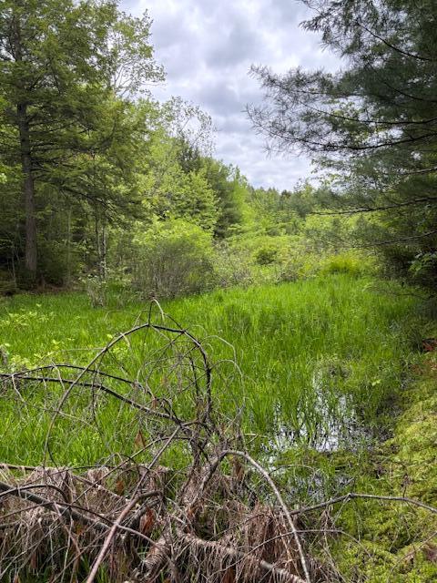 44 A Trott Road Woolwich, ME 04579 - Photo 12 of 37 Bog looking South