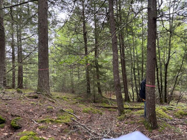 44 A Trott Road Woolwich, ME 04579 - Photo 13 of 37 no pin found_ existing indicators NE cor