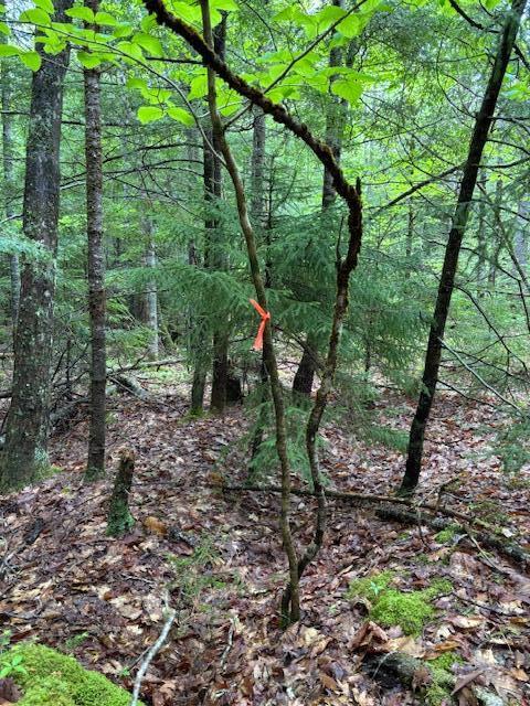 44 A Trott Road Woolwich, ME 04579 - Photo 14 of 37 no pin found_SE corner