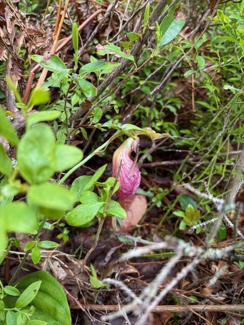 44 A Trott Road Woolwich, ME 04579 - Photo 10 of 37 Lady Slipper spotted throughout