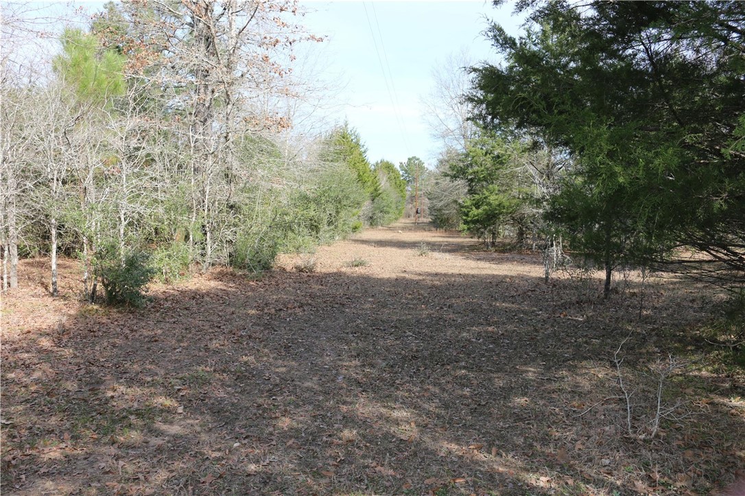 37.5 Antioch Road Midway, TX 75852 - Photo 17 of 24 a view of dirt yard with a trees